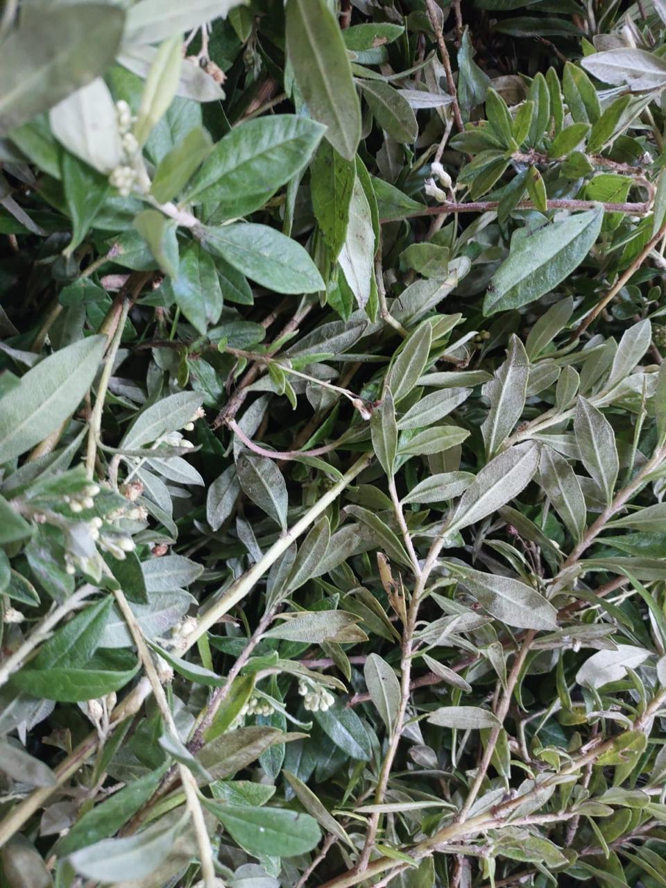 Planta.jpg